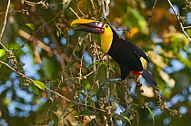 Chestnut-mandibled Toucan (Ramphastos swainsonii) La Selva, Costa Rica