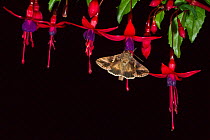Silver Y Moth (Autographa gamma) feeding on fuschia flowers at night in garden, Norfolk, July