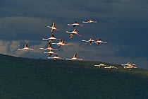 Lesser Flamingos (Phoenicopterus minor) in flight over Lake Nakuru, Kenya