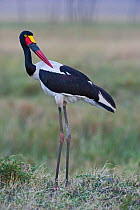 Saddle-billed Stork (Ephippiorhynchus senegalensis), Masai Mara, Kenya