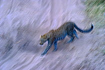 Leopard (Panthera pardus) blurred shot, Masai Mara, Kenya