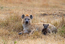 Spotted Hyena (Crocuta crocuta) with young pup, Masai Mara, Kenya