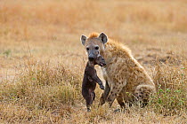 Spotted Hyena (Crocuta crocuta) carrying young pup, Masai Mara, Kenya