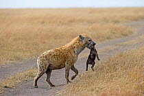 Spotted Hyena (Crocuta crocuta) carrying young pup, Masai Mara, Kenya