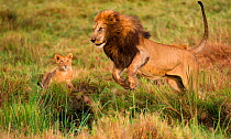 Lion (Panthera leo) male playing with cubs, Marsh pride, Masai Mara, Kenya