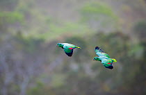 Mealy Parrots (Amazona farinosa) flying above the canopy of the Amazon Rainforest, Tambopata, Peru