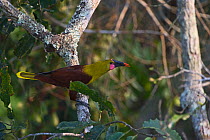 Olive Oropendola (Psarcocolius bifasciatus) Amazon, Peru
