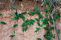 Cobalt-winged Parakeets (Brotogeris cyanoptera) at river bank clay lick, Tambopta, Amazon, Peru
