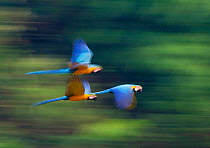 Blue and Yellow Macaws (Ara ararauna) in flight, Tambopata Amazon, Peru