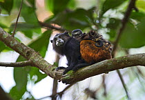 Saddle-backed Tamarin (Saguinus fuscicollis) carrying young on back Tambopata, Peru