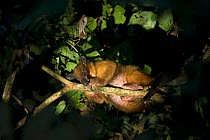 Southern Tamandua (Tamandua tetradactyla) Tambopata, Peru