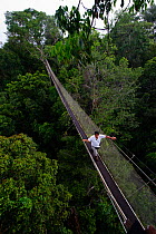 Aerial walkway through Rainforest canopy at Exploramo Lodge, Iquitos Region, Amazon, Peru