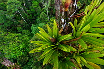 Bromeliad (Bromeliaceae sp) growing on emergent tree in rainforest canopy, near Iquitos, Amazon, Peru