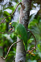 Yellow-crowned Parrot (Amazona ochrocephala) feeding, Iquitos, Peru