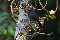 Black-fronted Nunbird (Monasa nigifrons) Iquitos, Amazon, Peru