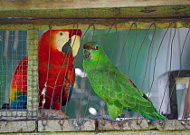 Scarlet Macaw (Ara macao) and Festive Parrot (Amazona festiva), caged, in village on Amazon river. Peru