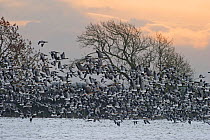 Flock of Barnacle Geese (Branta leucopsis) Solway, Dumfries, Scotland, December