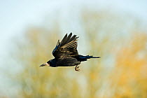 Rook (Corvus frugilegus) in flight, Norfolk, February