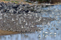 Knot (Calidris canutus) and Oystercatchers (Haematopus ostralegus) roosting at Snettisham RSPB Reserve, Norfolk, March