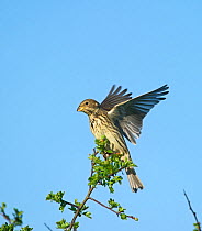 Corn Bunting (Miliaria calandra) with wings outstreched on tip of a tree, Norfolk April