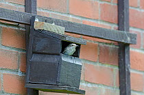 Spotted Flycatcher (Muscicapa striata) at nest box on side of house, Norfolk, June