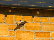 House Martin (Delichon urbicum) leaving nest under eaves of house, Northumberland, UK, July