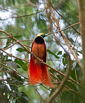 Raggiana Bird of Paradise (Paradisaea raggiana) male at lek, Varirata NP, Papua New Guinea, August