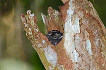 Barred Owlet-Nightjar (Aegotheles bennettii) poking head out of roost tree, Varirata NP, Papua New Guinea