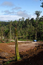 Ranforest clearance / logging near Tari, Papua New Guinea, August 2011