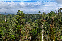 View of rainforest from Highlands Highway, close to Tari Gap, Tari, Papua New Guinea, August 2011