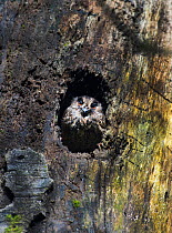 Feline Owlet-Nightjar (Aegotheles insignis) in tree hole, Tari, Southern Highlands, Papua New Guinea