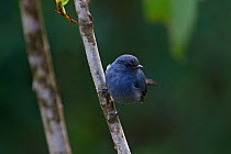 Blue-grey Robin (Peneothello cyanus) Tari, Southern Highlands, Papua New Guinea