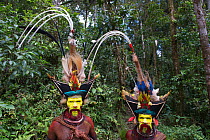 Huli Wigmen - Timan Tumbu and Hale Johu from Tari Southern Highlands, Papua New Guinea. Feathers in head dress include Superb Bird of Paradise breast shield, Papuan Lorikeet, Lesser Bird of Paradise,...