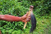 Huli Wigman showing his 'purse' - a hollowed out cassowary leg bone where money is kept and can double up as a dagger, pigs tail attached to end. Tari, Papua New Guinea, August 2011