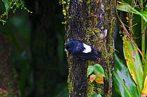 White-winged Robin (Peneothello sigillatus hagenensis) male, on tree, near Mount Hagen, Western Highlands, Papua New Guinea