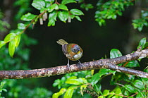 Rufous-naped Whistler (Pachycephala rufinucha) Western Highlands, Papua New Guinea