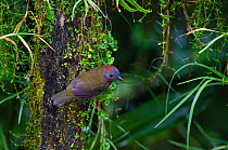 Rufous-naped Whistler (Pachycephala rufinucha) Western Highlands, Papua New Guinea