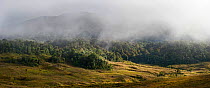 Grassland and forest at 9,000 feet, at Tari Gap, Highlands, Papua New Guinea, August 2011