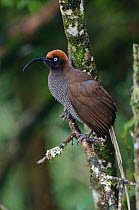 Brown Sicklebill (Epimachus meyeri) female, Kumul Lodge, Western Highlands, Papua New Guinea