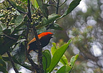 Crested Satinbird (Cnemophilus macgregorii) male calling in, fruiting tree, Kumul Lodge, Western Highlands, Papua New Guinea