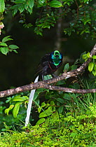 Ribbon-tailed Astrapia (Astrapia mayeri) male, Kumul Lodge, Western Highlands, Papua New Guinea