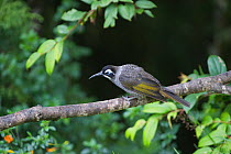Belford's Honeyeater (Meledictes belfordi) perched on branch, Kumul Lodge, Western Highlands, Papua New Guinea