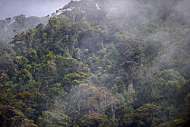 Montane Rainforest around Mount Hagen, Western Highlands, Papua New Guinea