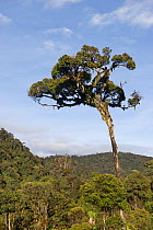 One tall tree growing high above the others in  montane Rainforest around Mount Hagen,Western Highlands, Papua New Guinea