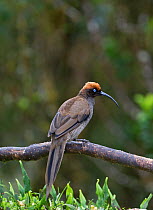 Brown Sicklebill (Epimachus meyeri) female, Kumul Lodge, Western Highlands, Papua New Guinea