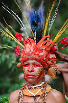Jika tribal dancer having her head dress prepared, Paiya Sing-sing Western Highlands, Papua New Guinea. Centrepiece is a whole skin of a Blue Bird of Paradise. August 2011