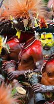 Huli Wigmen from the Tari Valley in the Southern Highlands of Papua New Guinea at performing with drums at a Sing-sing Mount Hagen, Papua New Guinea, August 2011. Wearing bird of paradise feathers and...