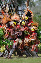 Huli Wigmen from the Tari Valley, in the Southern Highlands of Papua New Guinea, performing  at Sing-sing, Mount Hagen, Papua New Guinea. Wearing bird of paradise feathers and plumes particularly Ragg...