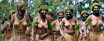 Highland women with black facepaint at Paiya Show or Sing-sing, Western Highlands, Papua New Guinea. August 2011