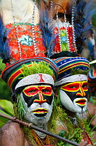 Tribal performers from the Anglimp District in Waghi Province performing at a Sing-sing - Hagen Show, Western Highlands, Papua New Guinea, August 2011